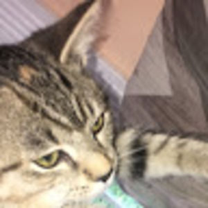 Meet your Posher, Sam